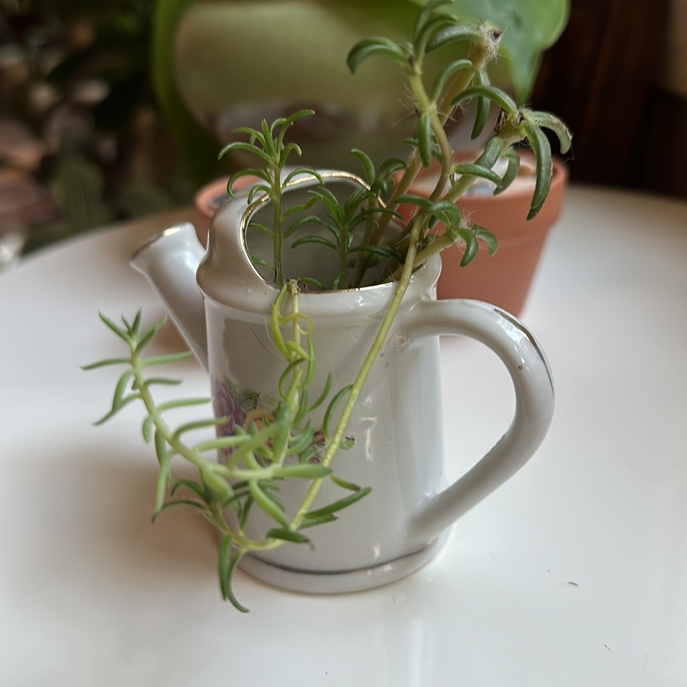 Tiny 🌱 Pitcher - Picture 3 of 6